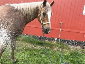During freezing weather an exterior hot-cold frost-free water faucet helps to wash mud off a horses lower legs and hooves, soak hay and to melt ice off the top of a frozen water trough. Here, Lacey enjoyed a warm shower in the spring with this faucet by Woodford. (Karen Griffiths/For Peninsula Daily News)