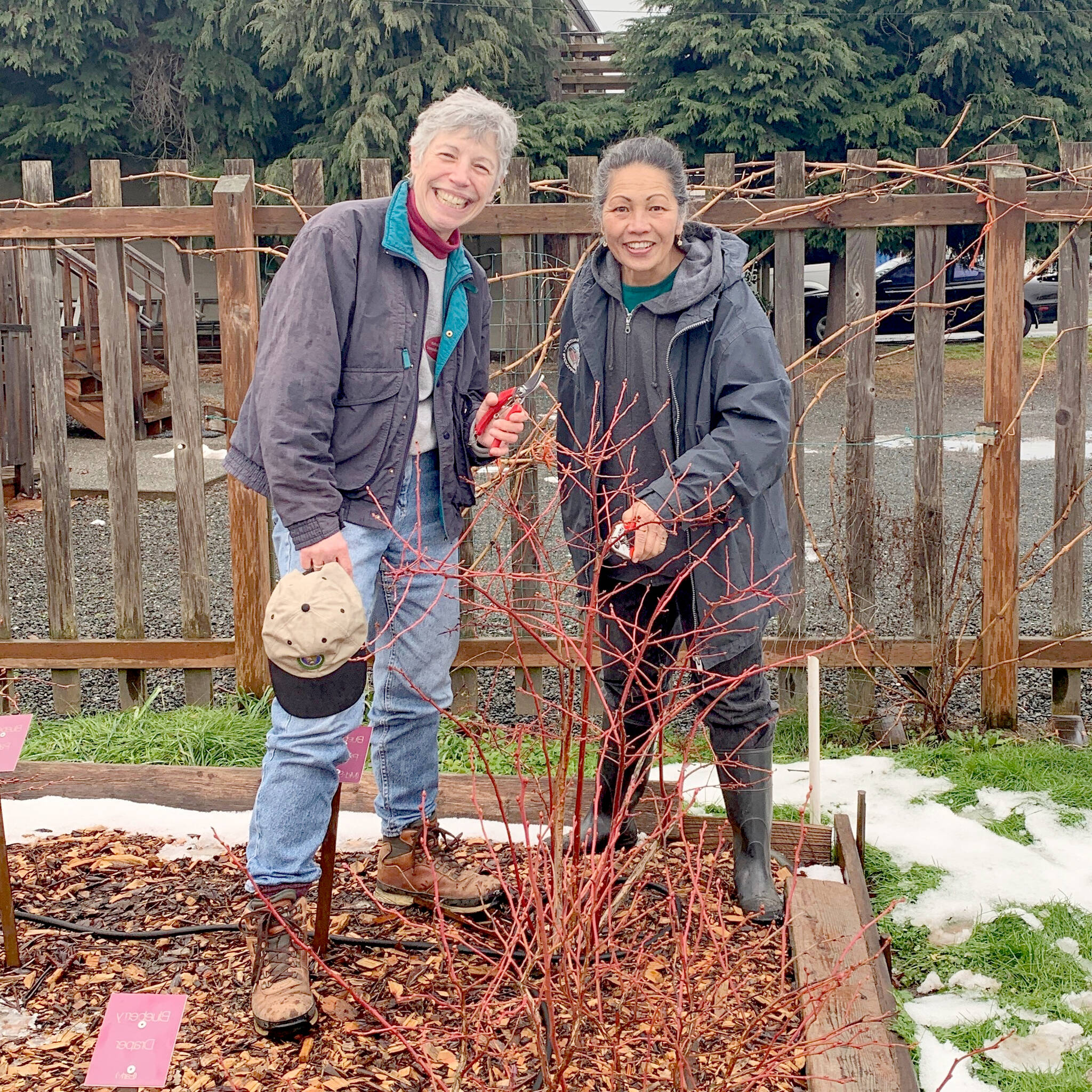 Beginning in February, Clallam County master gardeners Jeanette Stehr-Green, on left, and Audreen Williams will teach an eight-part series on growing berries in the home garden.