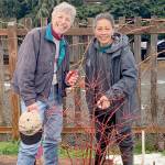 Beginning in February, Clallam County master gardeners Jeanette Stehr-Green, on left, and Audreen Williams will teach an eight-part series on growing berries in the home garden.