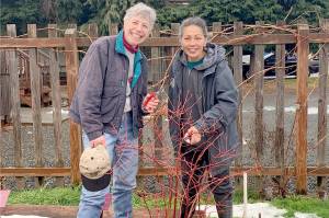 Beginning in February, Clallam County master gardeners Jeanette Stehr-Green, on left, and Audreen Williams will teach an eight-part series on growing berries in the home garden.