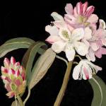 Mary Delanys life and art will be the topic of a Northwind Art School class on Friday. (Northwind Art)