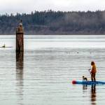 A standup paddle boarder and his dog take advantage of mild temperatures and calm waters on Tuesday to go for a ride on Port Townsend Bay. (Steve Mullensky/for Peninsula Daily News)