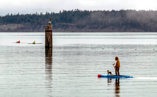 A standup paddle boarder and his dog take advantage of mild temperatures and calm waters on Tuesday to go for a ride on Port Townsend Bay. (Steve Mullensky/for Peninsula Daily News)