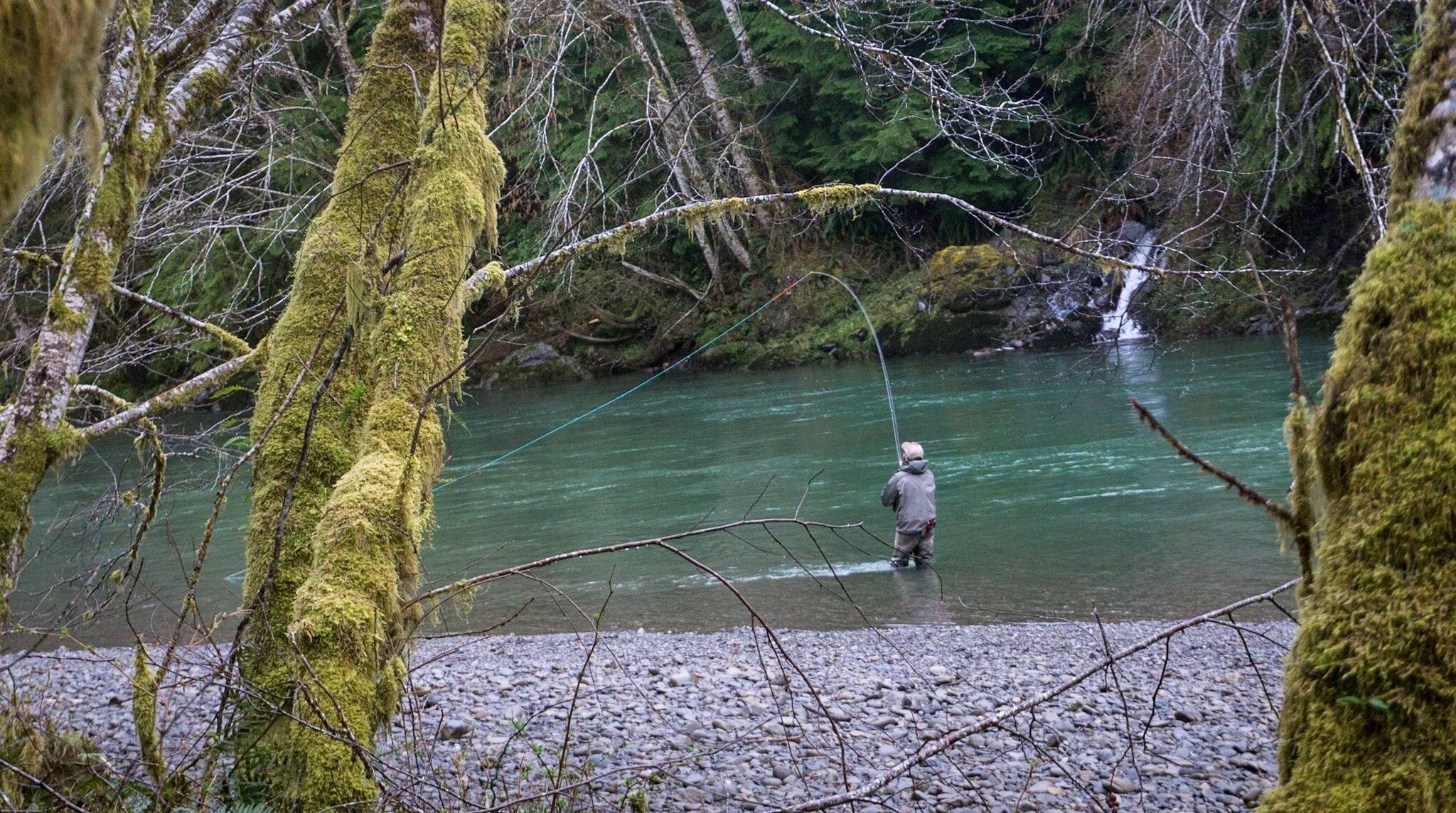 Chase Gunnell/State Department of Fish and Wildlife 
An angler casts for winter steelhead while fishing an undisclosed river on the Olympic Peninsula.
