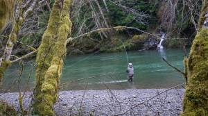 Chase Gunnell/State Department of Fish and Wildlife 
An angler casts for winter steelhead while fishing an undisclosed river on the Olympic Peninsula.