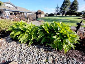 Calla lilies as tall in January as they would normally be on May 1. Native to Central America,  it is unheard of to see callas so advanced this time of year. (Andrew May/For Peninsula Daily News)