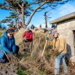 Sue Long, left, Vicki Bennett and Frank Handler, all from Port Townsend, volunteer at the Martin Luther King Day of Service beach restoration on Monday at Fort Worden State Park. The activity took place on Knapp Circle near the Point Wilson Lighthouse. Sixty-four volunteers participated in the removal of non-native beach grasses. (Steve Mullensky/for Peninsula Daily News)