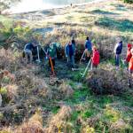 Volunteers with Friends of Fort Worden, equipped with long-handled weed wrenches, dig up and throw away clumps of Yellow Lupin from below the pier at Fort Worden State Park during a work party on Saturday. The Yellow Lupin, although pretty to look at when in bloom, is an invasive species that crowds out native plants, such as Yellow Sand Verbena. (Steve Mullensky/for Peninsula Daily News)