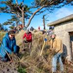 Sue Long, left, Vicki Bennett and Frank Handler, all from Port Townsend, volunteer at the Martin Luther King Day of Service beach restoration on Monday at Fort Worden State Park. The activity took place on Knapp Circle near the Point Wilson Lighthouse. Sixty-four volunteers participated in the removal of non-native beach grasses. (Steve Mullensky/for Peninsula Daily News)
