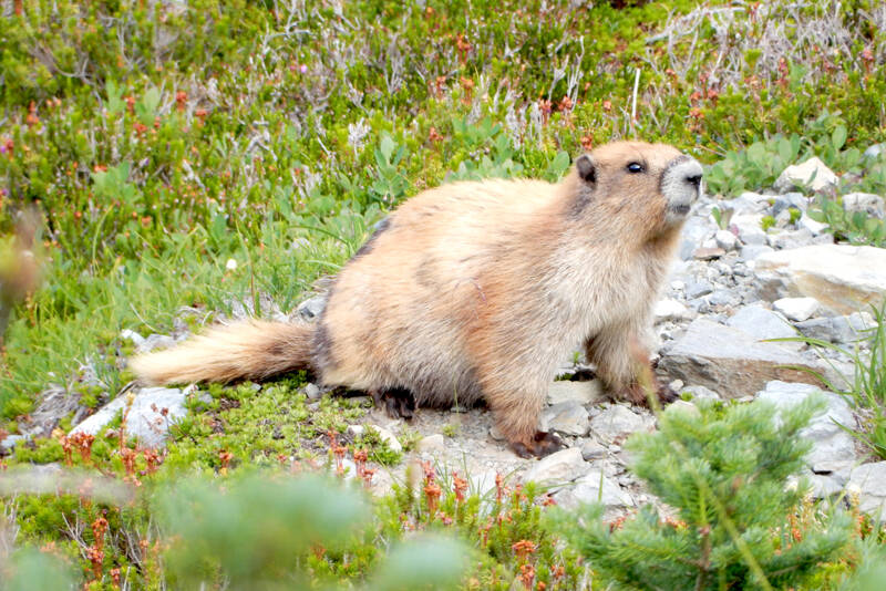 Olympic marmots under review | Peninsula Daily News
