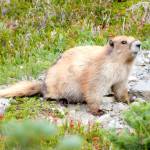 An Olympic marmot near Cedar Lake in the Olympic National Park. (Matt Duchow)