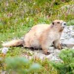 An Olympic marmot near Cedar Lake in the Olympic National Park. (Matt Duchow)