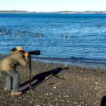 Kathryn Sherrill of Bellevue zeros in on a flock of brants, a goose-like bird that migrates as far south as Baja California, that had just landed in the Salish Sea at Point Hudson in Port Townsend. Sherrill drove to the area this week specifically to photograph birds. (Steve Mullensky/for Peninsula Daily News)