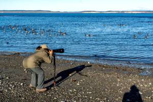 Kathryn Sherrill of Bellevue zeros in on a flock of brants, a goose-like bird that migrates as far south as Baja California, that had just landed in the Salish Sea at Point Hudson in Port Townsend. Sherrill drove to the area this week specifically to photograph birds. (Steve Mullensky/for Peninsula Daily News)