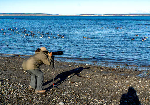 Kathryn Sherrill of Bellevue zeros in on a flock of brants, a goose-like bird that migrates as far south as Baja California, that had just landed in the Salish Sea at Point Hudson in Port Townsend. Sherrill drove to the area this week specifically to photograph birds. (Steve Mullensky/for Peninsula Daily News)