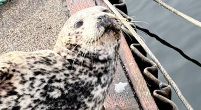 Veterinarians discovered a bullet in a female harbor seal found in Quilcene last week. The photo is from the Port Townsend Marine Science Center, NOAA permit #24359. (Stephanie Porter)