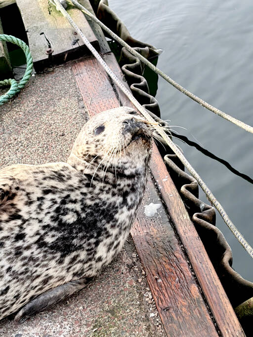 Seal found shot in Quilcene stabilized in Des Moines