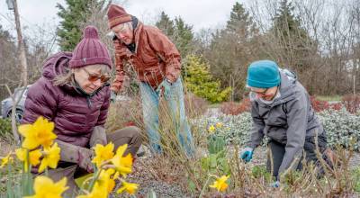 Master Gardeners, from left, Pam Kelley, Honey Niemann and Mary Larson weed and clean up the Minnie Nakano pocket park on Sims Way and 10th Street in Port Townsend on Wednesday. The trio were trying to beat a rainstorm coming in later in the afternoon. (Steve Mullensky/for Peninsula Daily News)