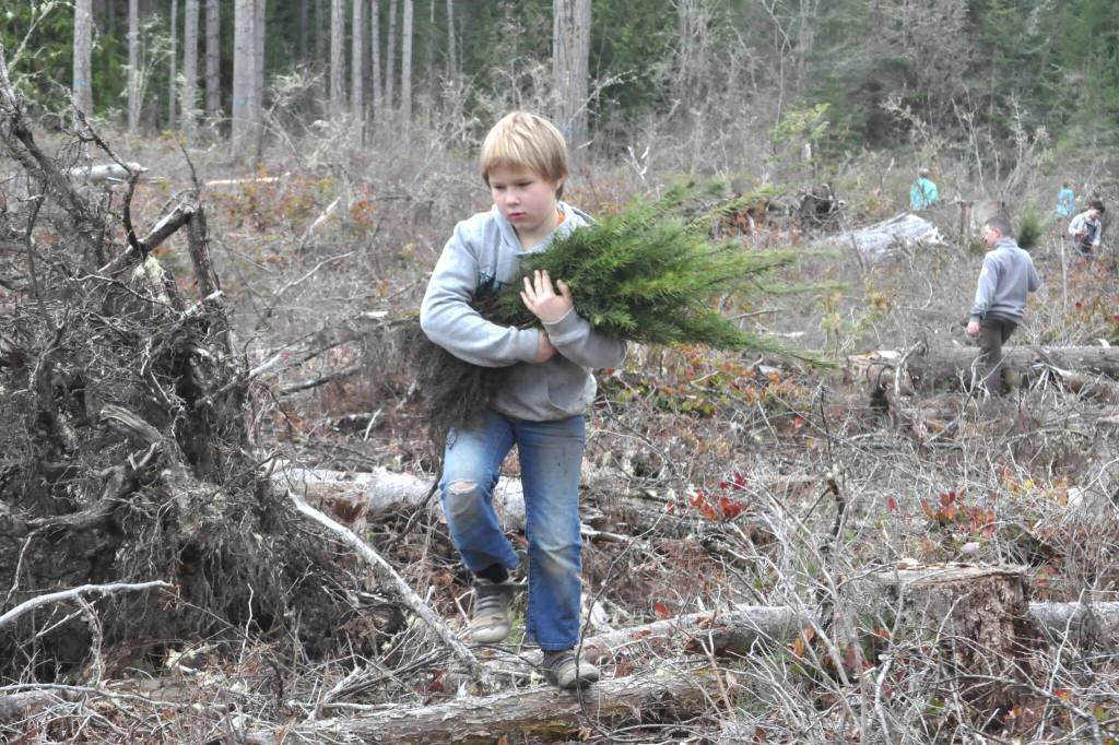 Connor Perry carries an armful of trees to help a classmate plant during a field trip on March 25. Third-graders from Helen Haller Elementary planted hundreds of trees on state trust land off Blue Mountain Road managed by the state Department of Natural Resources. (Matthew Nash/Olympic Peninsula News Group)