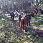 Time to mount up for the groups 7-mile ride through Dungeness Trails. (Judy Dupree)