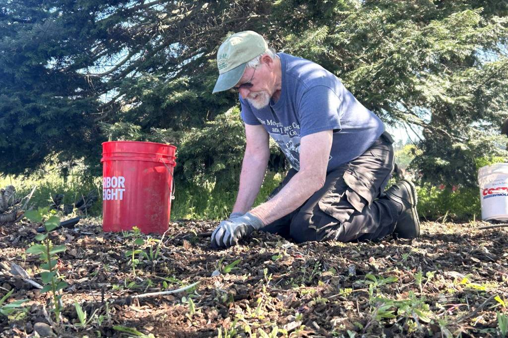 Jim Lewis of Trinity United Methodist Church went with his wife Marlene to help pull weeds near the north entrance of Carrie Blake Community Park during Sequim Beautiful Day. He said theyre both Master Gardeners, and they primarily help at the Woodcock Demonstration Garden. (Matthew Nash/Olympic Peninsula News Group)