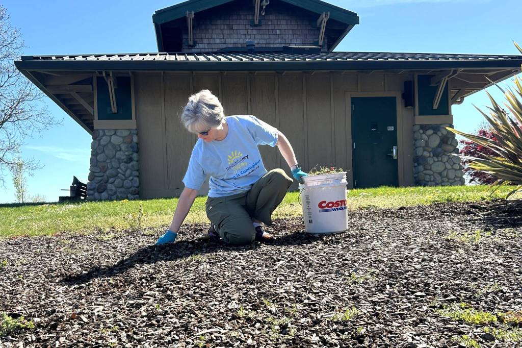 Susan Chandler of Sequim Community Church helps pull weeds near the north entrance of Carrie Blake Community Park during Sequim Beautiful Day. Sequim is the most beautiful place to live, she said. We need to take care of it and steward it. Its a blessing to be out here. (Matthew Nash/Olympic Peninsula News Group)