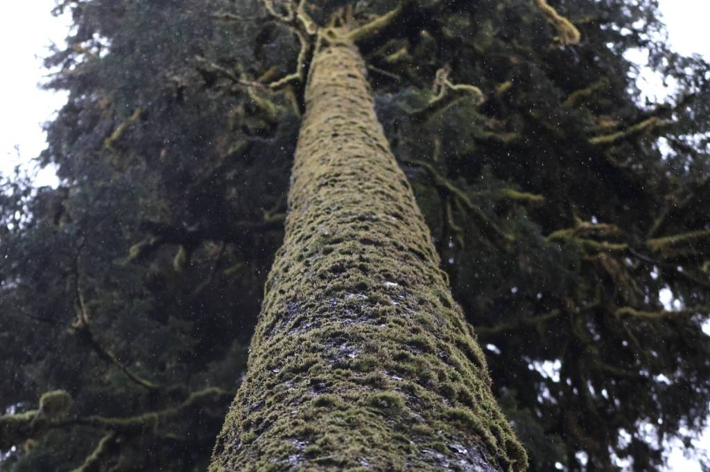 In total, National Geographic Photo Camp students from Sequim and Port Angeles took nearly 28,000 photos using Canon R10 cameras. (Phillip McIntyre)
