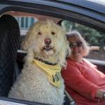 Labradoodle Vivian gets plenty of attention whenever she accompanies her owner Christina Fransone to the Sequim Food Bank. (Emily Matthiessen/for Olympic Peninsula News Group)