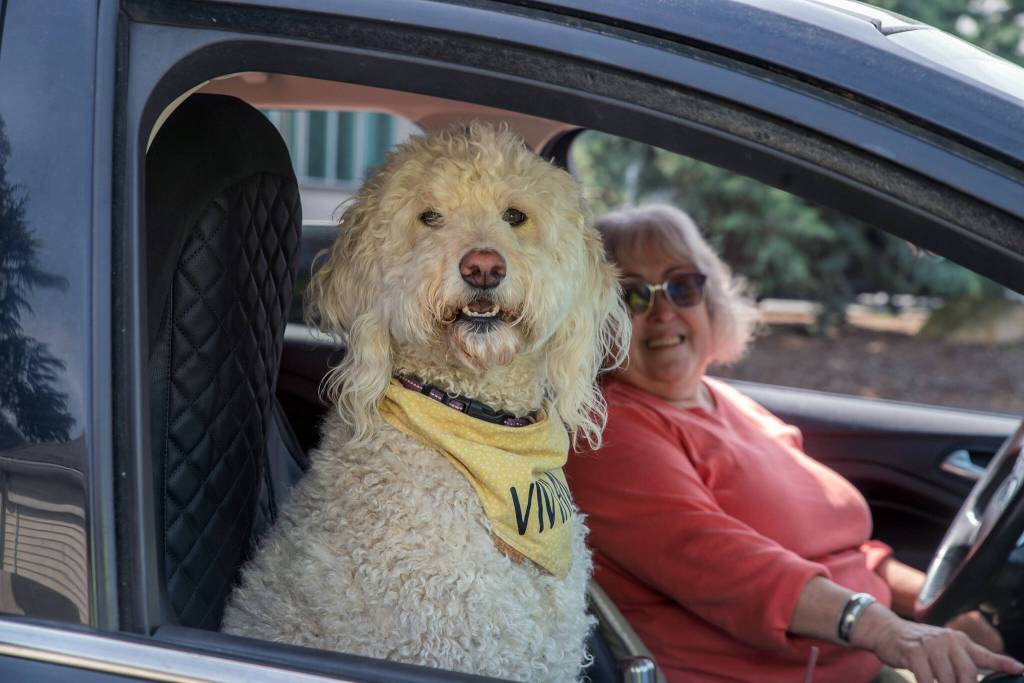 Labradoodle Vivian gets plenty of attention whenever she accompanies her owner Christina Fransone to the Sequim Food Bank. (Emily Matthiessen/for Olympic Peninsula News Group)