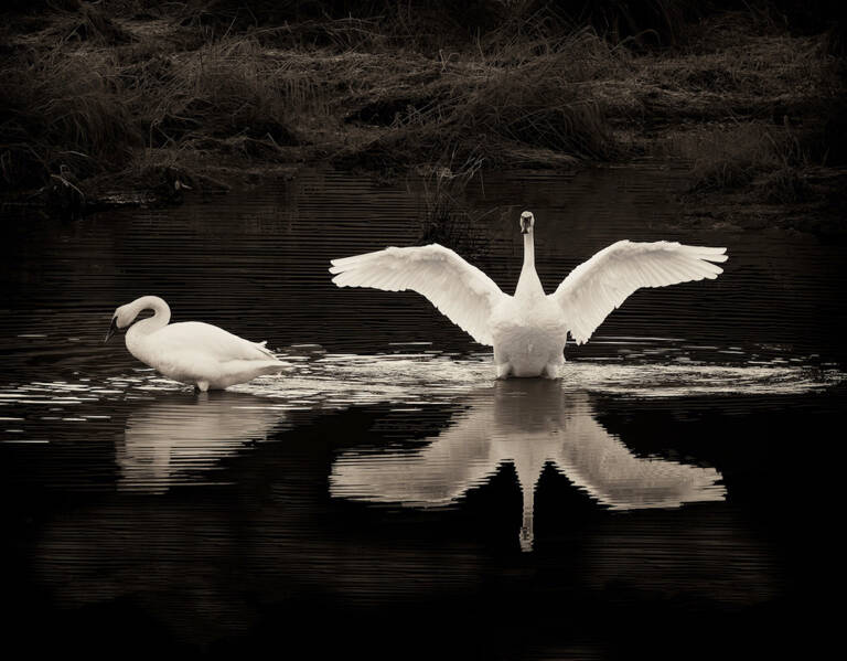 Trumpeter Swans, Shorts Farm, Chimacum, Washington 2025 is part of the new round of Showcase 2026 at Northwind Arts gallery in Port Townsend. (Kerry Tremain)