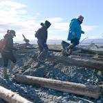 Dungeness National Wildlife Refuge staff and volunteers make their way to preset European green crab traps on the Dungeness Spit. (Michael Dashiell)