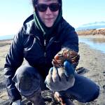 Intern Kiah Brown displays a European green crab, one of more than 300 caught in the first couple of weeks of trapping at the Dungeness National Wildlife Refuge. (Michael Dashiell)