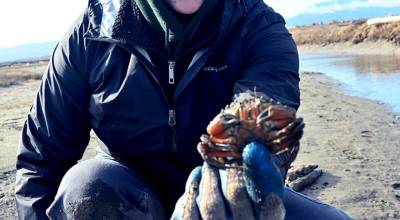 Intern Kiah Brown displays a European green crab, one of more than 300 caught in the first couple of weeks of trapping at the Dungeness National Wildlife Refuge. (Michael Dashiell)