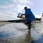 Volunteer Paula Walsh looks to set a European green crab trap in one of the channels on the Dungeness Spit in early April. This year marks Walshs second season of trapping crabs. (Michael Dashiell)