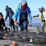 Volunteer Paula Walsh looks to set a European green crab trap in one of the channels on the Dungeness Spit in early April. This year marks Walshs second season of trapping crabs. (Michael Dashiell)