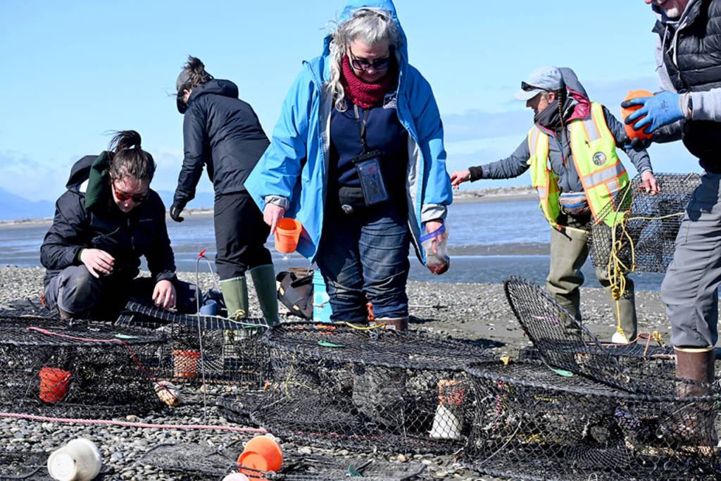 Volunteer Paula Walsh looks to set a European green crab trap in one of the channels on the Dungeness Spit in early April. This year marks Walshs second season of trapping crabs. (Michael Dashiell)