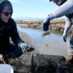 Intern Kiah Brown and volunteer Tim Shank nab a European green crab from a channel on the Dungeness Spit in early April. (Michael Dashiell)