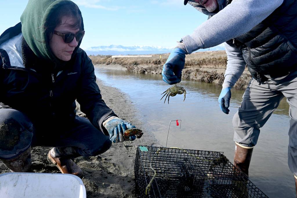Intern Kiah Brown and volunteer Tim Shank nab a European green crab from a channel on the Dungeness Spit in early April. (Michael Dashiell)
