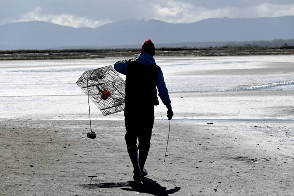 Volunteer Tim Shank carries a trap toward a bed of eelgrass on the Dungeness Spit in early April. (Michael Dashiell)