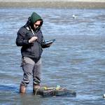 Using an iPad, intern Kiah Brown records locations of traps set on the Dungeness Spit. (Michael Dashiell)