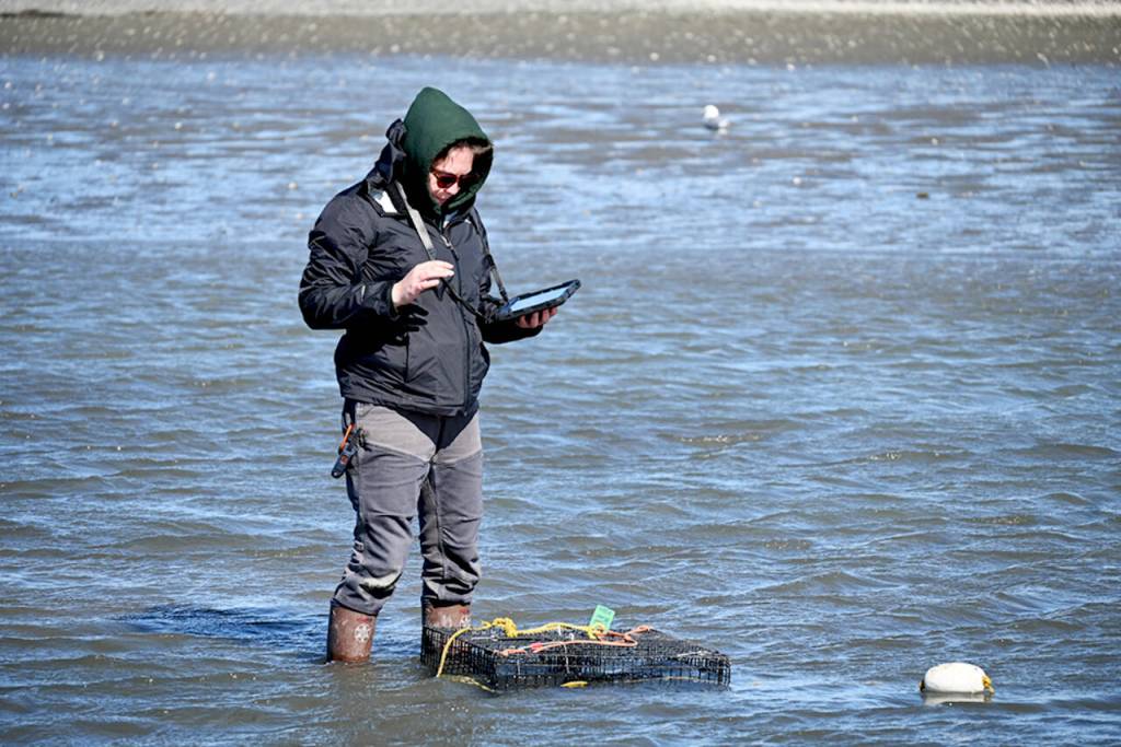 Using an iPad, intern Kiah Brown records locations of traps set on the Dungeness Spit. (Michael Dashiell)