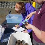 Volunteers and staff work to record biometrics  descriptive data  of each European green crab. (Michael Dashiell)