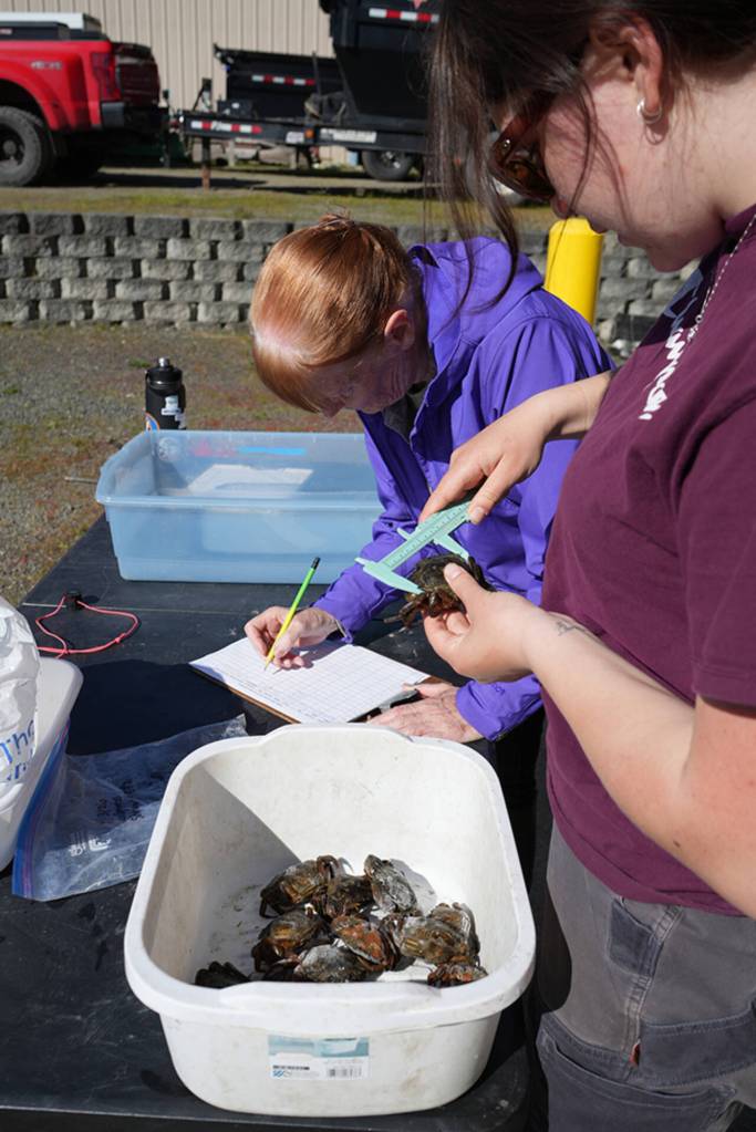 Volunteers and staff work to record biometrics  descriptive data  of each European green crab. (Michael Dashiell)