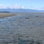 Large numbers of European green crabs at the Dungeness National Wildlife Refuge are being found in eelgrass, the very habitat threatened by the invasive species. (Michael Dashiell)