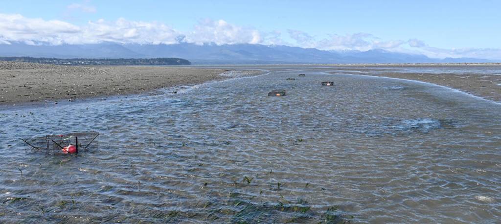 Large numbers of European green crabs at the Dungeness National Wildlife Refuge are being found in eelgrass, the very habitat threatened by the invasive species. (Michael Dashiell)