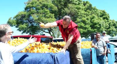 Phillip Beck, the sales manger at Wilder Toyota, pulls the winning duck from a Wilder truck and hands it to be checked to Bruce Skinner, the executive director of the Olympic Medical Center Foundation. The sales of the 29,152 ducks will support the foundations purchase of needed medical equipment at the hospital. (Dave Logan/for Peninsula Daily News)