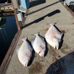 The Port Angeles Salmon Club Halibut Derby is set Saturday and Sunday in Marine Area 6.