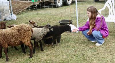 Josephine Myers, 11, of Port Angeles feeds some peanuts to a herd of Shetland sheep that are from the Yellow Rock Farm of Port Angeles. Sheep, goats and chickens were the animals of the day during the 43rd annual Shepherds Festival at Macleay Hall near Sequim. The festival celebrated local fiber arts, farming and agricultural traditions with live demonstrations and food. (Dave Logan/for Peninsula Daily News)