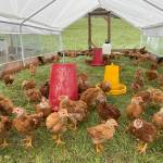 Chickens out on pasture. (TK Trocano)