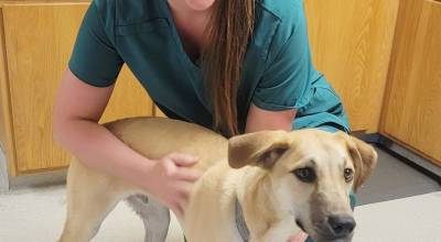 Dr. Amanda Mason, founder of Peninsula Pet Emergency, with Rocky, a lab mix who was the animal hospitals first patient when it opened on June 6, 2025.
